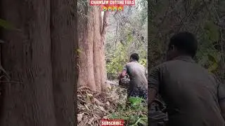 cutting wind damage trees, how to cut down tree, cutter machine #cutting #shorts #cutter #howtodraw