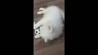 Super 2018 X Cute dog pet funny collection