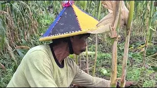 KEBUN KALIMANTAN