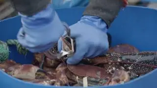 AdWords Stories: Berwick Shellfish