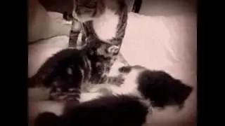 fenny  plays whit his brothers