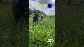 Amazing must see dogs in sync🐾 #friends so #cute video