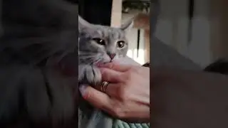 #funnycats#laughterprolongslife#kitties