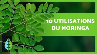 10 BIENFAITS DU MORINGA que vous ne connaissiez pas 🌿