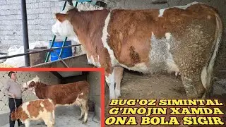 BUG'OZ G'INOJIN XAMDA ONA BOLA SIGIR SOTILADI 