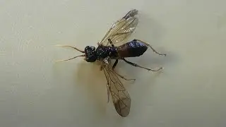 Tenthredo campestris (полевой пилильщик)