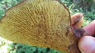 unknown mushroom
