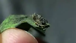 Tiny Tortoise Beetle Larvae *Video 1/3