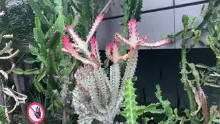 Cactus Garden at Singapore Changi Airport