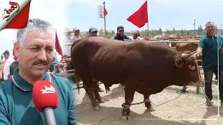 ثور ضخم يفوز بمسابقة أبقار 