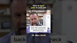 Is Your Dog in Pain? Signs You&rsquo;re Missing | Marc Smith, DVM, MS