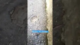 the frog and the earthworm