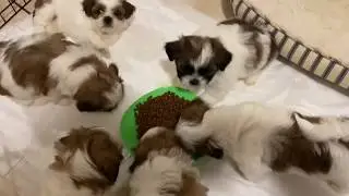 Cachorro prueba alimento seco por primera vez | Cachorros Shih Tzu | La Casita de los Shih Tzu