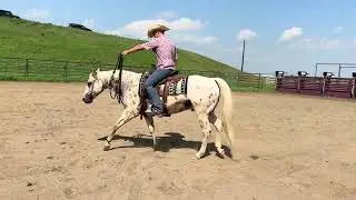 Pepper jack 7 yr old grade gelding leopard Appaloosa 