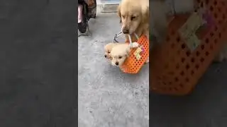 #shorts#dog lover # dogs # shiva shiva pets channel