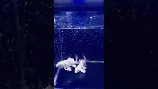 Beautiful fish. fish Videos . #short