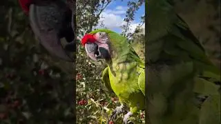 military macaw parrot 4K video ultra hd eating food