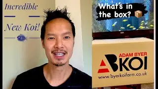 What’s in the box? New fish from Adam Byer Koi Farm!