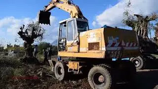 TRANSPLANTING PROCESS &ndash; VIDEO TIMELINE - IOS ETERNAL
