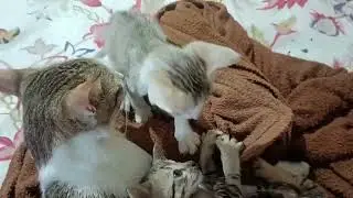 Kittens Play