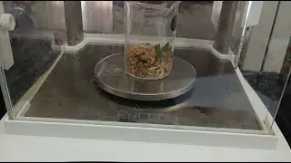 100 Seed weight ll B.Sc (Ag) M.Sc
