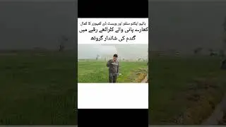 بائیو ایکٹو سلفر اور ویسٹ ڈی کمپوزر کا کمال کھارے پانی والے کلراٹھے رقبے میں گندم کی شاندار گروتھ