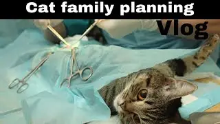 Cat Family Planning Tamil | Female Cat birth control | Tamil | Porukki chetta plan