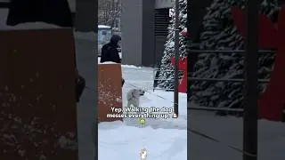 POV: Выгуливаю собаку&hellip; начинается хаос #смешно #собачьяжизнь #смешныеживотные #прогулка