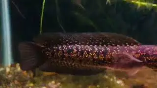 Channa Red galaxy