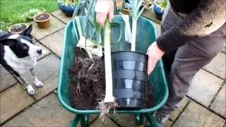 How to Grow Potatoes then Leeks, in the same pot, in recycled compost