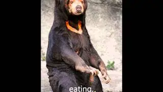 Chinese Culture: Rare and Endangered Animals