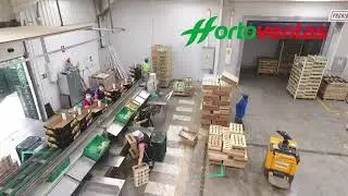 Sala de envasado de Coliflor, Repollo y Cebolleta.