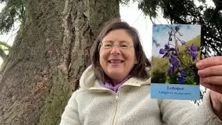 Flower Oracle Top Pick for 2021 - Larkspur for Creativity Delight & Self Expression