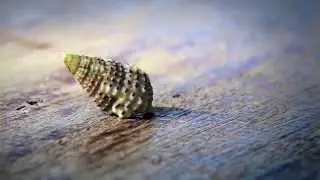 Jeep Animal Movie &ndash; Cargo Management System
