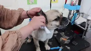 Dog Grooming | Jack x Pug = Jug
