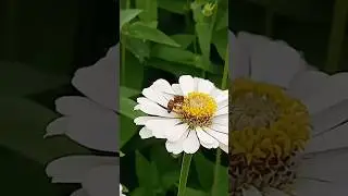 蜜蜂 後足自帶🏺花粉籃 🐝Honeybee with pollen-basket on her hind leg.