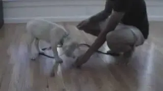 10 week old labrador puppy training