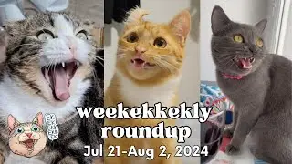 ekekekkekkek compilation - Cat Chirping Chittering Clicking (Weekly Roundup: Jul 21-Aug 2, 2024)