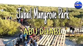 Abu Dhabi's Newest Attaction - JUBAIL MANGROVE PARK | Mangrove Walk