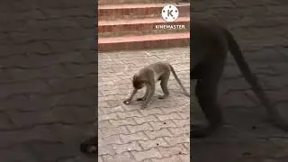 Monkey funny 🐒🤭 #shorts #travel #monkey