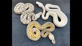 Do I always crush the odds on my Ball Python clutches?