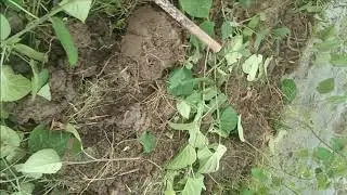 Village People Catching Snake || Umor Ibrahim Tv ||