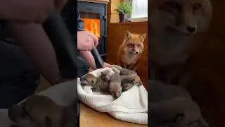 Red Fox Rescue in Snow! Man Saves Tiny Pups #FoxRescue #SnowAnimals