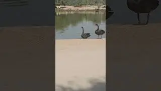 One person is getting into a fight, while the other two are watching.