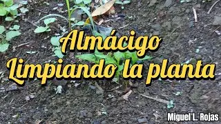 Almácigo. Limpiando la planta