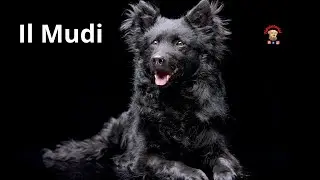 Il Mudi Tutto quello che bisogna sapere su questo cane ungherese