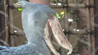 ハシビロコウ①