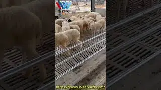 Affordable and Durable Goat & Sheep Sheds