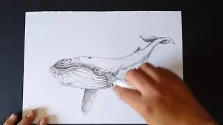 Cómo dibujar una BALLENA gris o Jorobada 🐋 Muy fácil!!!