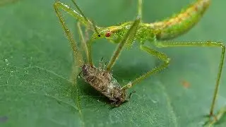 Green Assassin Bug Nymph Feeding On  A Pillbug